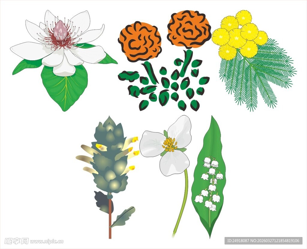 多样花卉植物素材集合