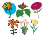 多彩花卉插画