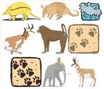 多样野生动物与脚印图案