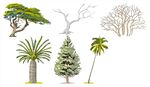 多样树木植物素材图