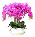 粉色蝴蝶兰盆栽
