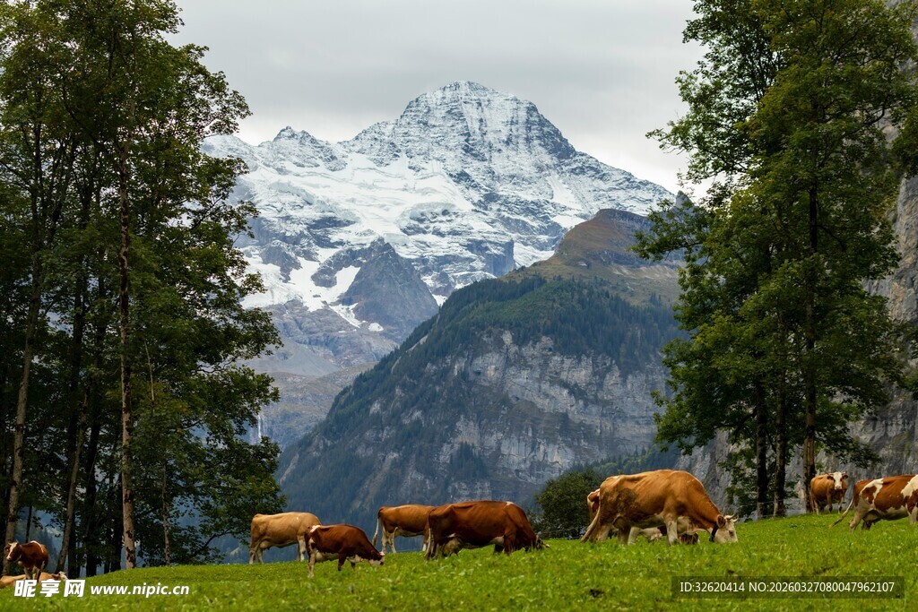 山间草地的牛群与雪山