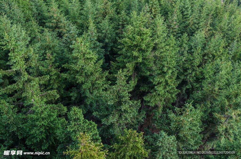 茂密森林俯瞰图