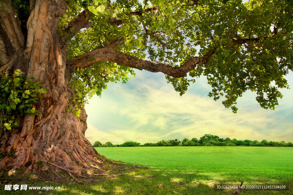 古老大树下的绿色原野