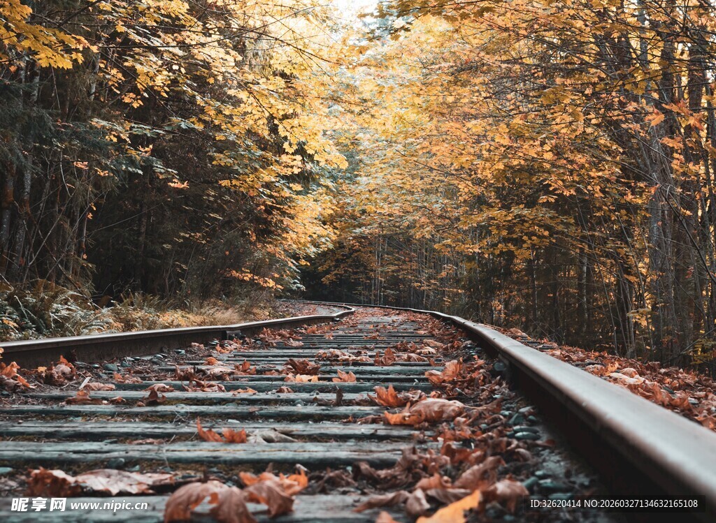 秋日落叶铺就的诗意