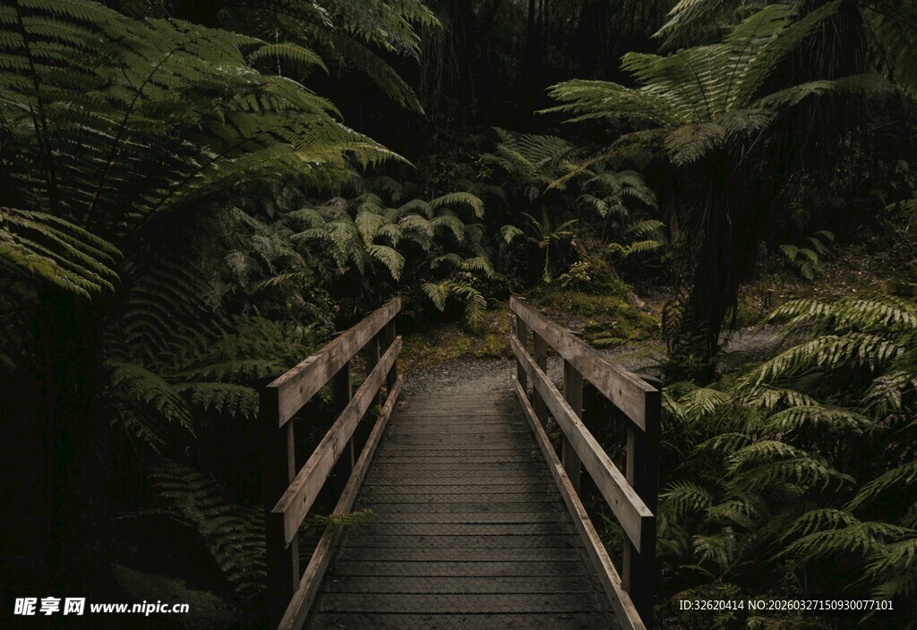 森林中的木质小径