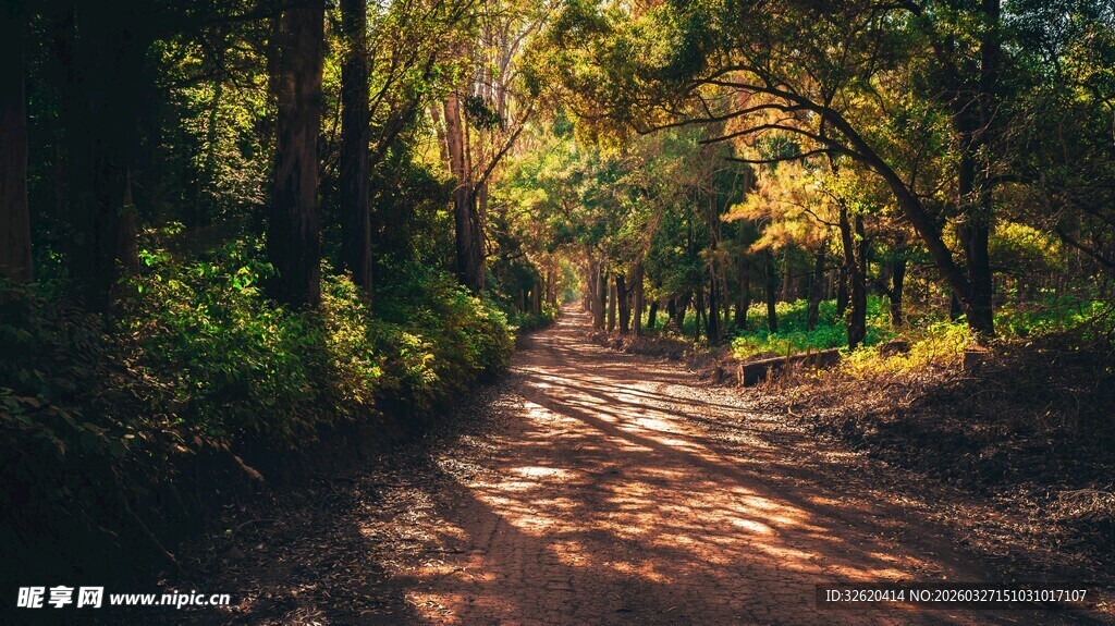 林间光影斑驳的幽静小道