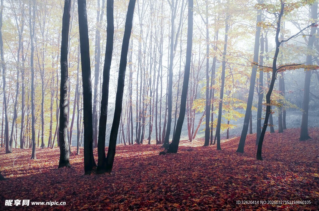 秋日迷雾森林美景