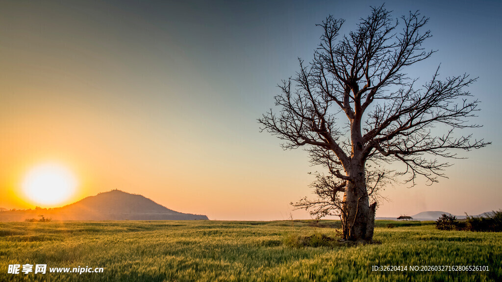 夕阳下的孤树与广袤田野