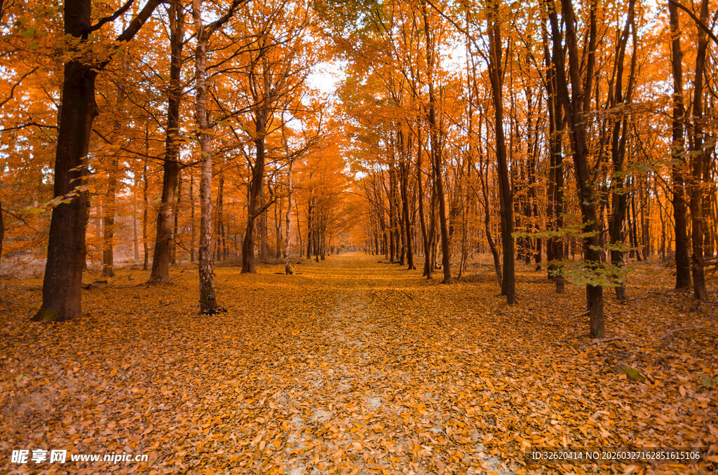 秋日林间金色落叶小径