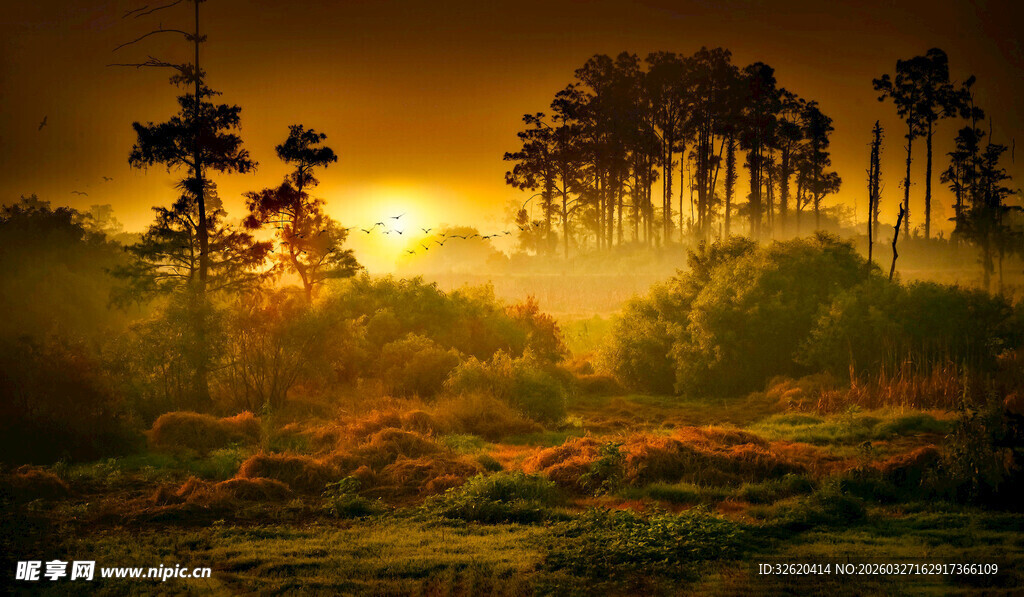 日出时分的森林景观