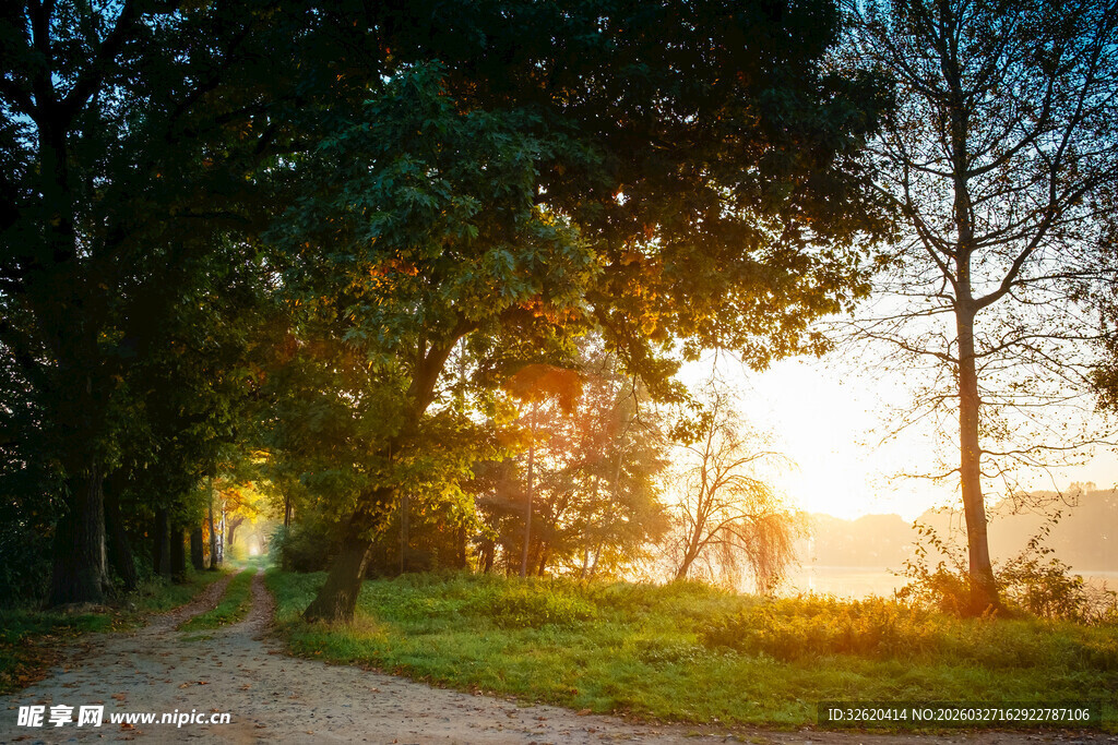 林间小道的温暖晨光