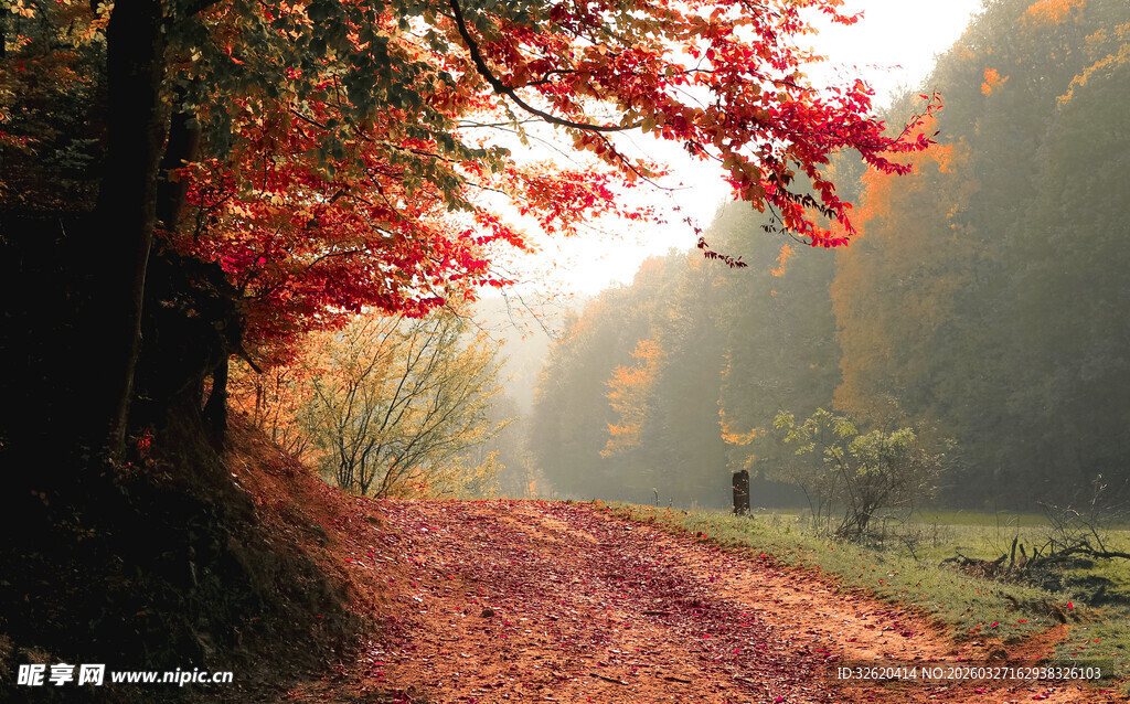 秋日林间小道的迷人景致