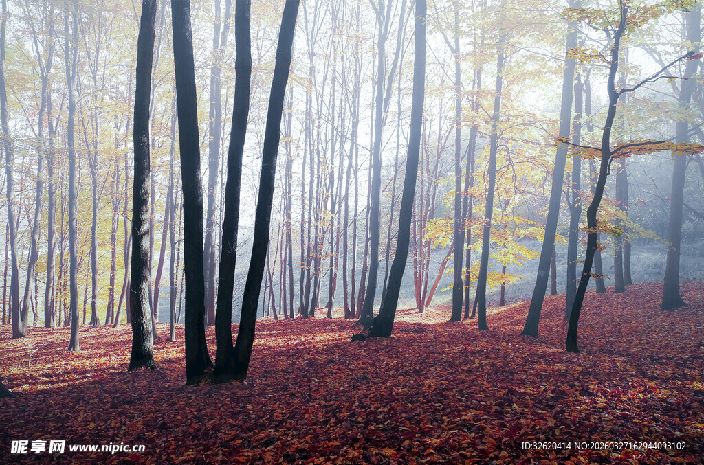 秋日雾中树林美景