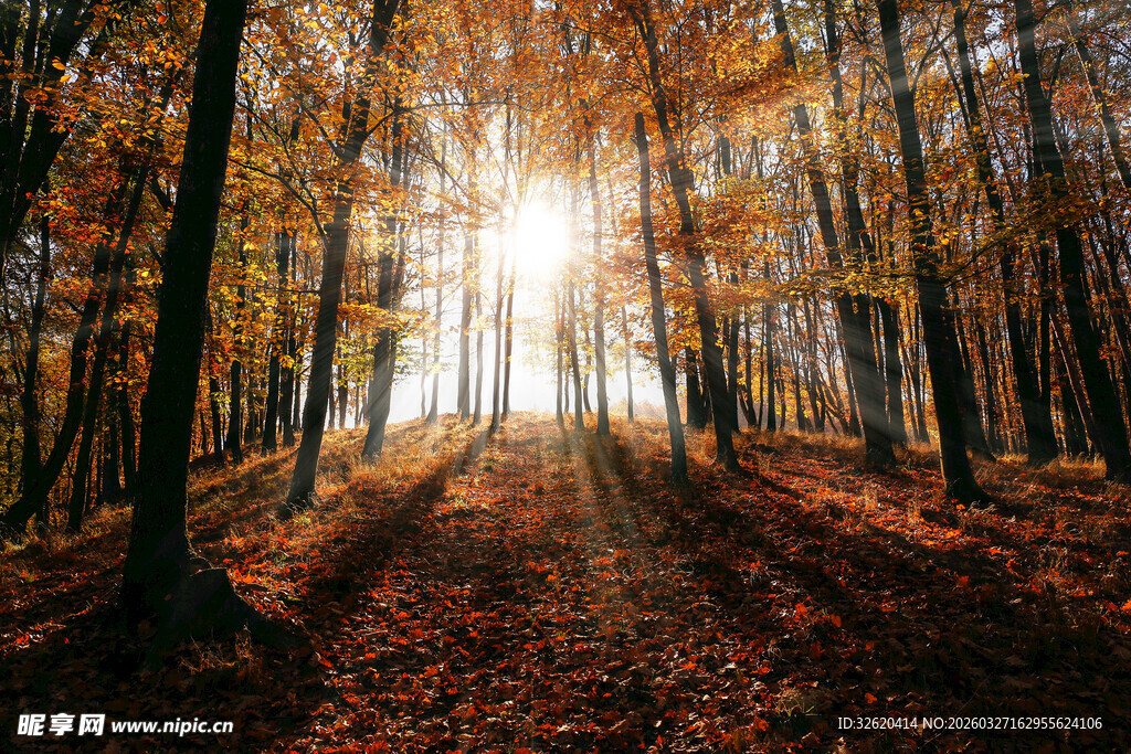 秋日林间阳光洒落美景