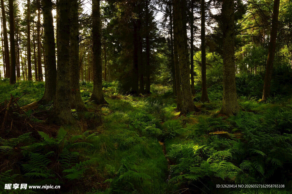 茂密森林中的绿意景致