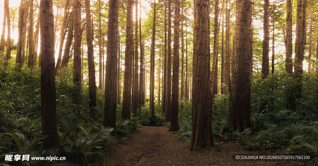 阳光洒落的静谧林间小道