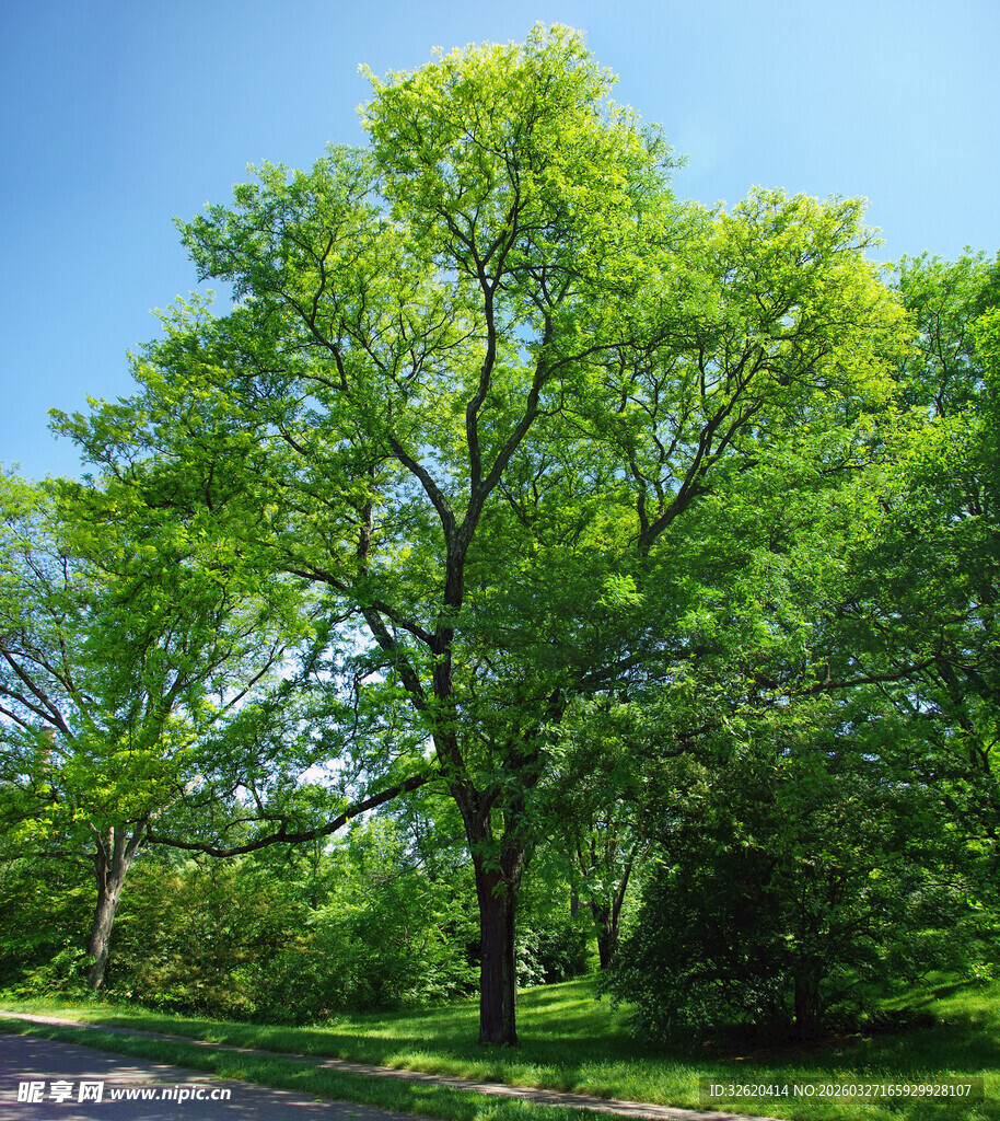 阳光下的葱郁大树