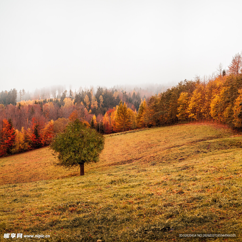 秋日旷野中的孤独树木