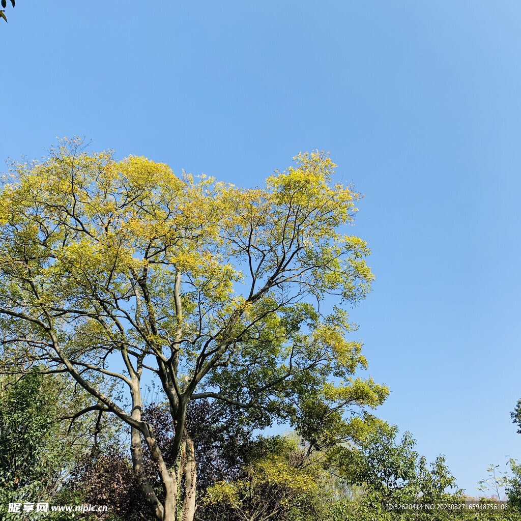 蓝天之下的葱郁树木