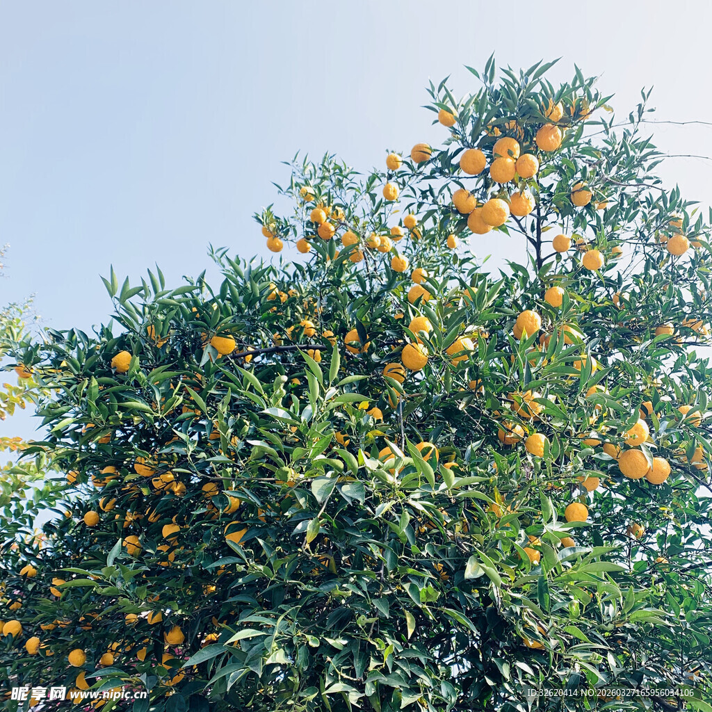 硕果累累的橘子树