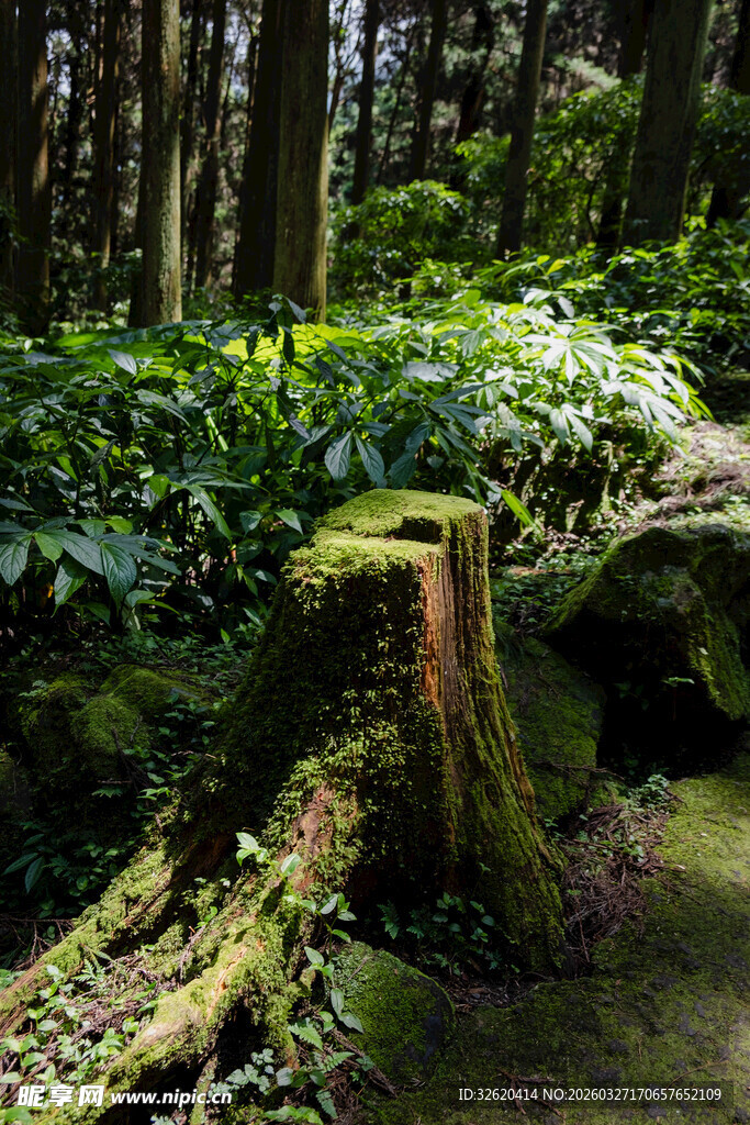 森林中长满青苔的树桩