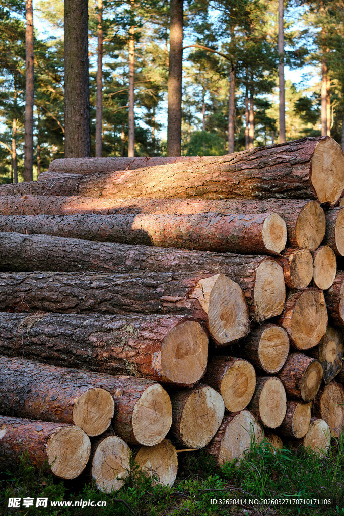 森林中的整齐原木堆