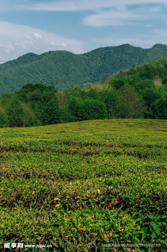 翠绿茶园与远处青山