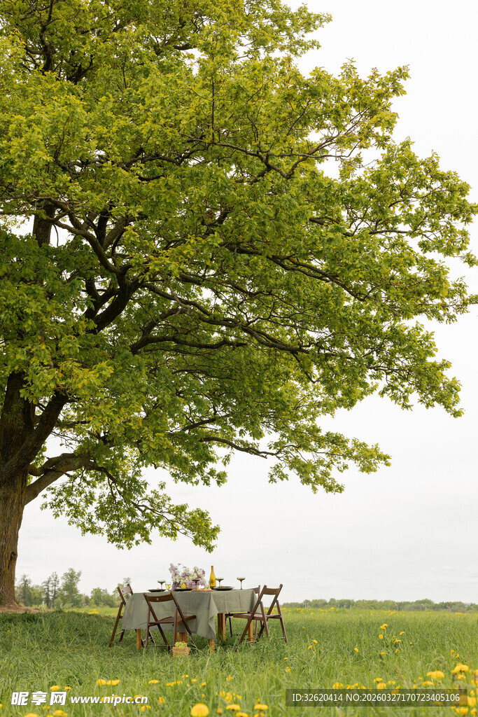 树下草地野餐场景