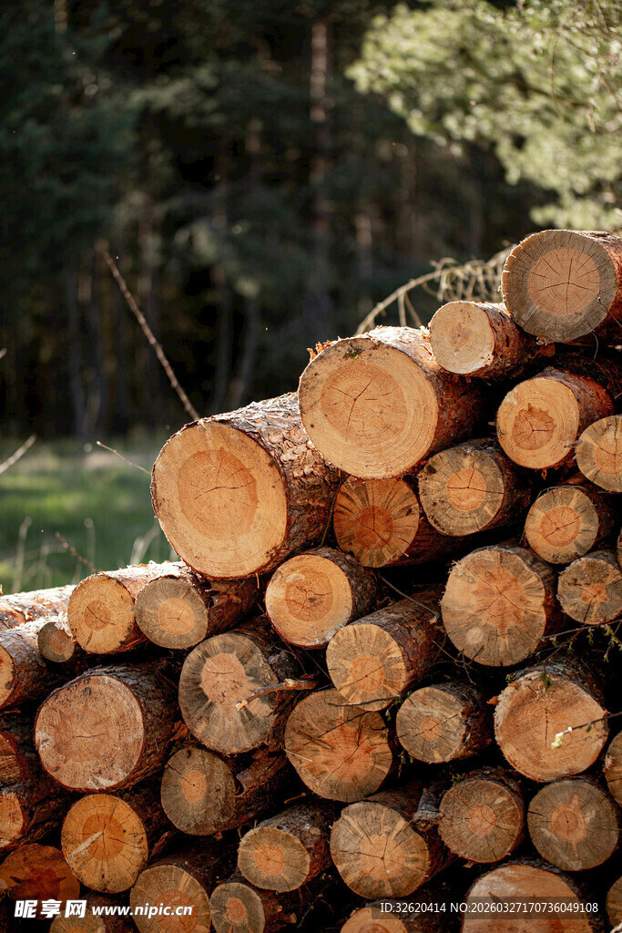 户外堆放的整齐原木