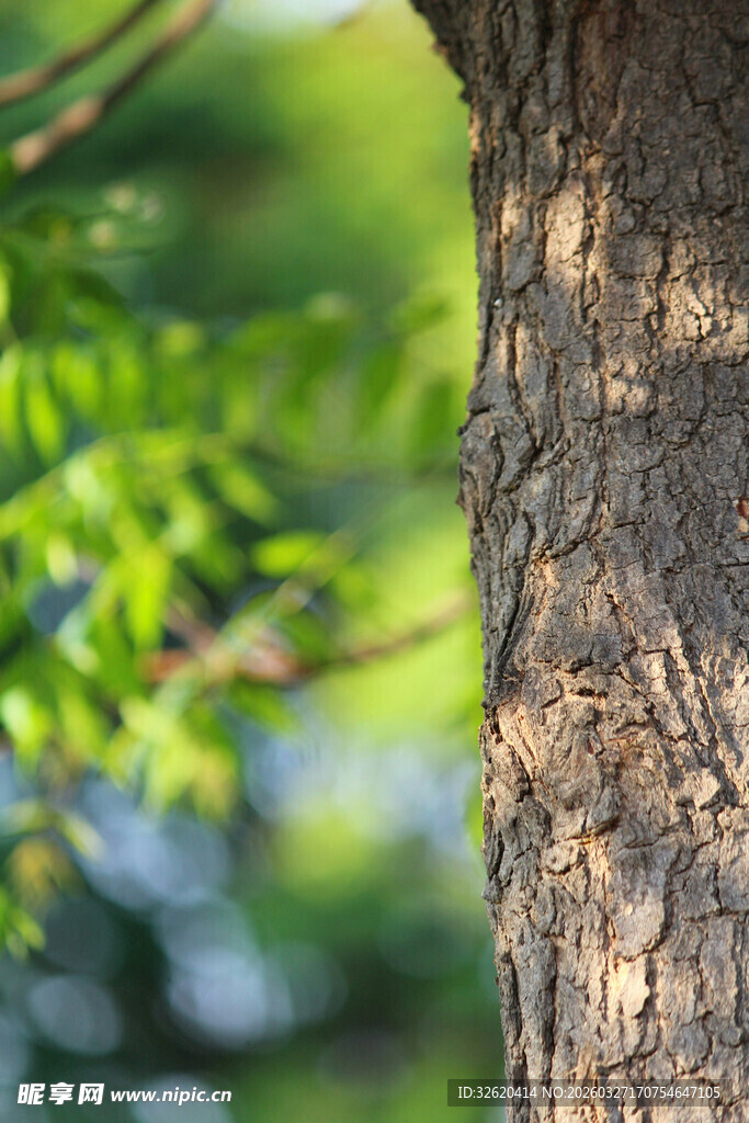 树干绿意