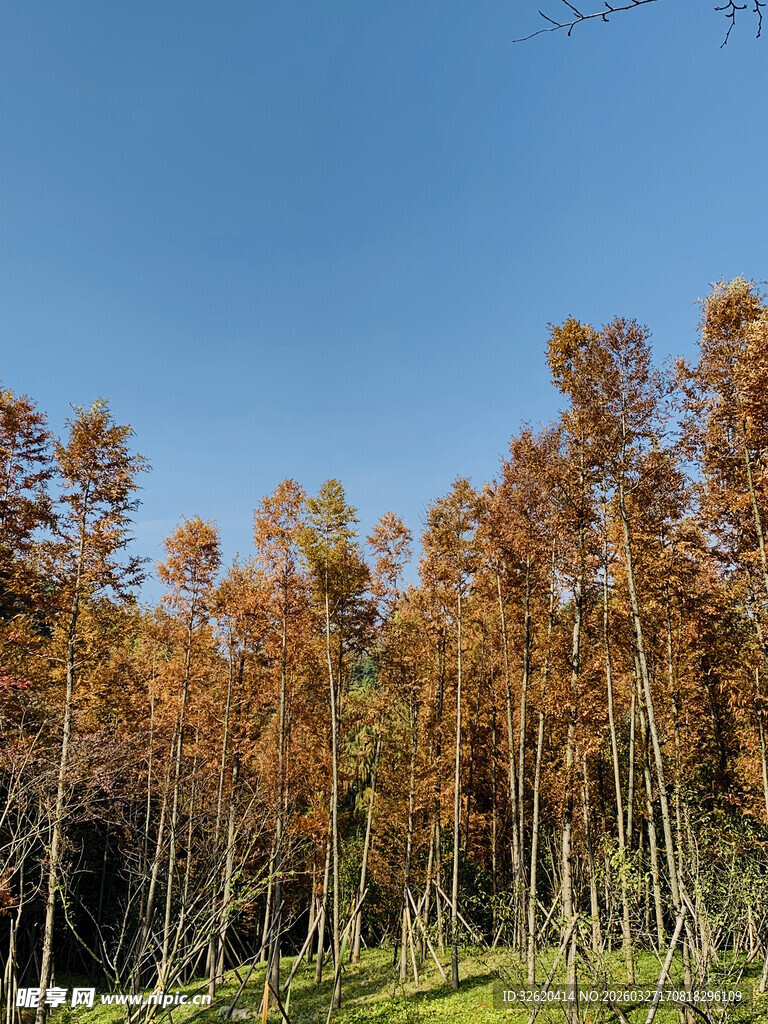 秋日金黄树林美景