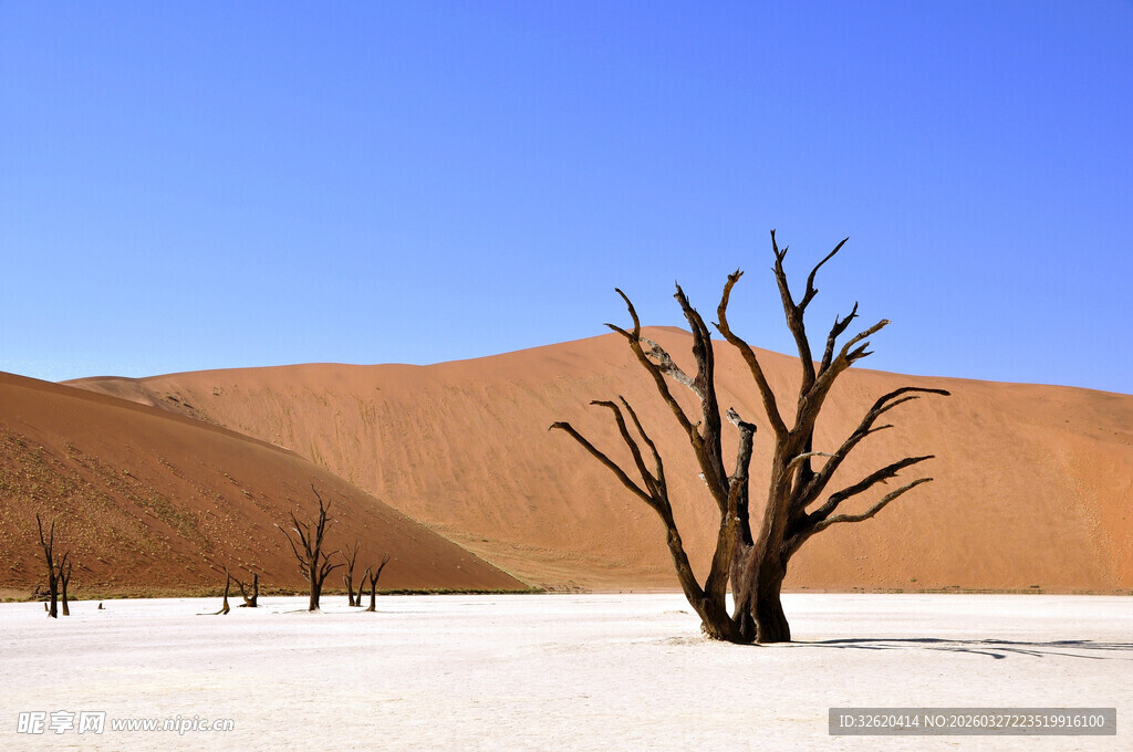 沙漠枯树景观