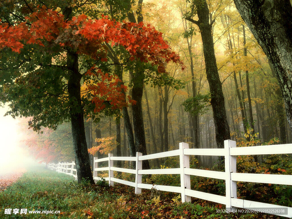 秋日林间白栅栏美景