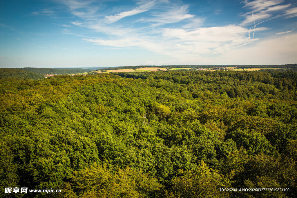 俯瞰广袤葱郁的森林景观