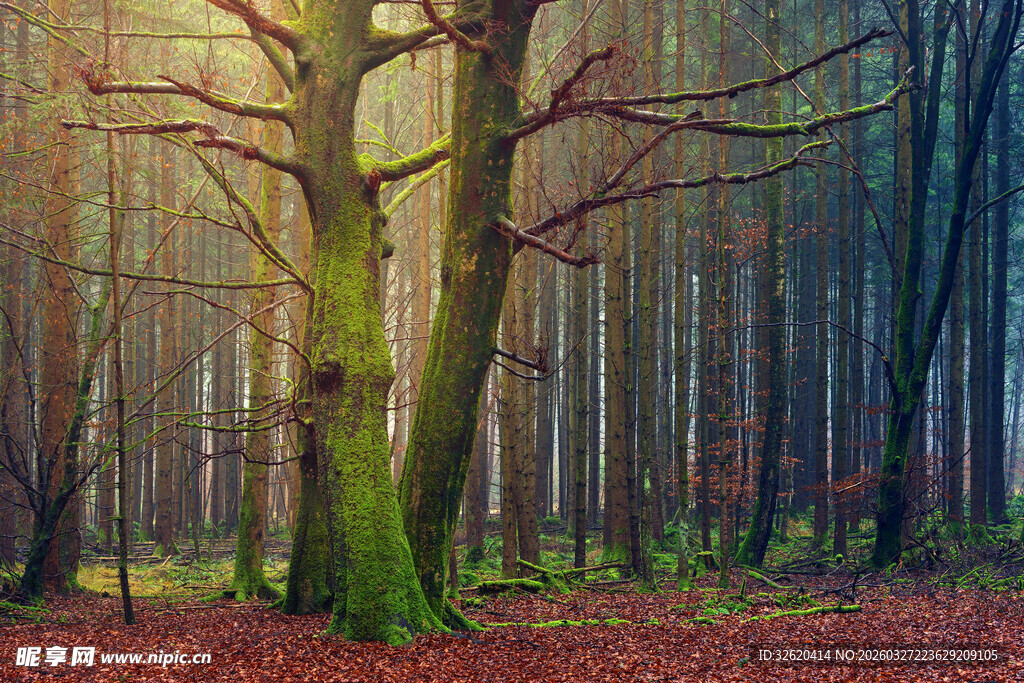 阳光照耀下的静谧森林