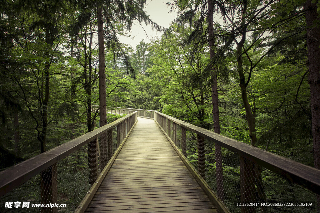 林间木栈道