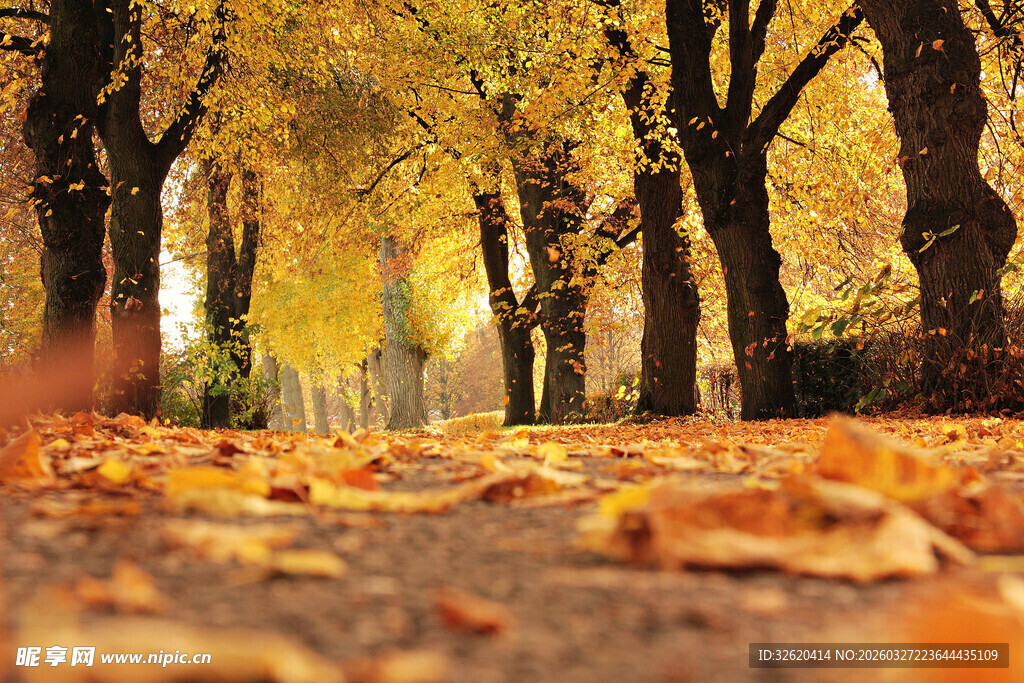 秋日林间落叶铺就的美景