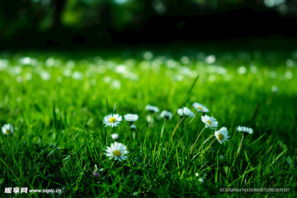 绿草间绽放的白色小花