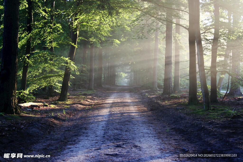 林间晨雾弥漫的静谧小道