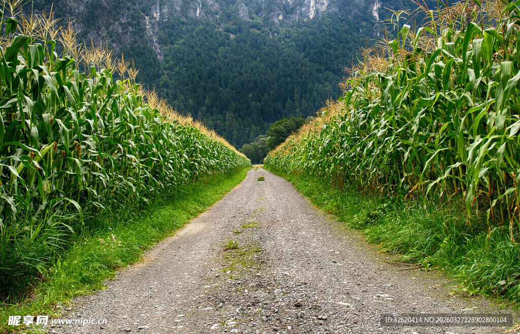 乡间小道穿行于玉米田
