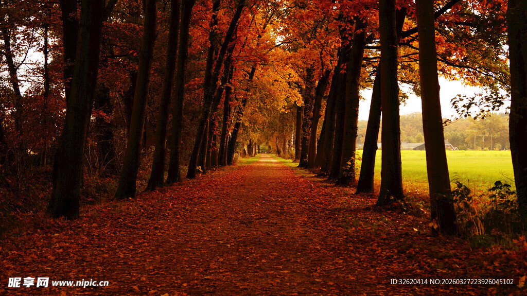 秋日林间小道的斑斓美景
