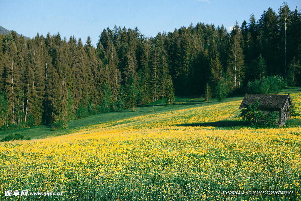 山间黄花田中的静谧小屋