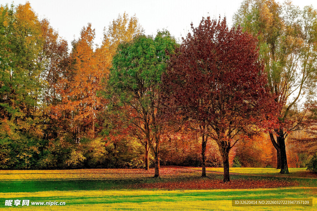 秋日多彩树林美景