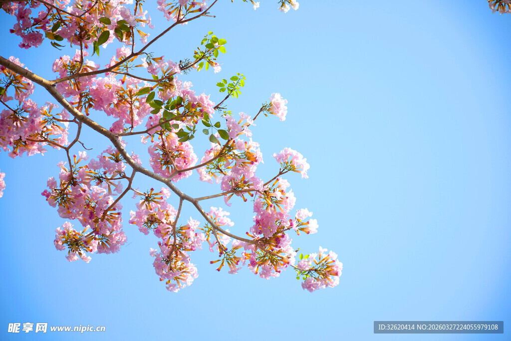 蓝天映衬下的烂漫花枝