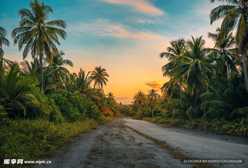 夕阳下的椰林乡间小路