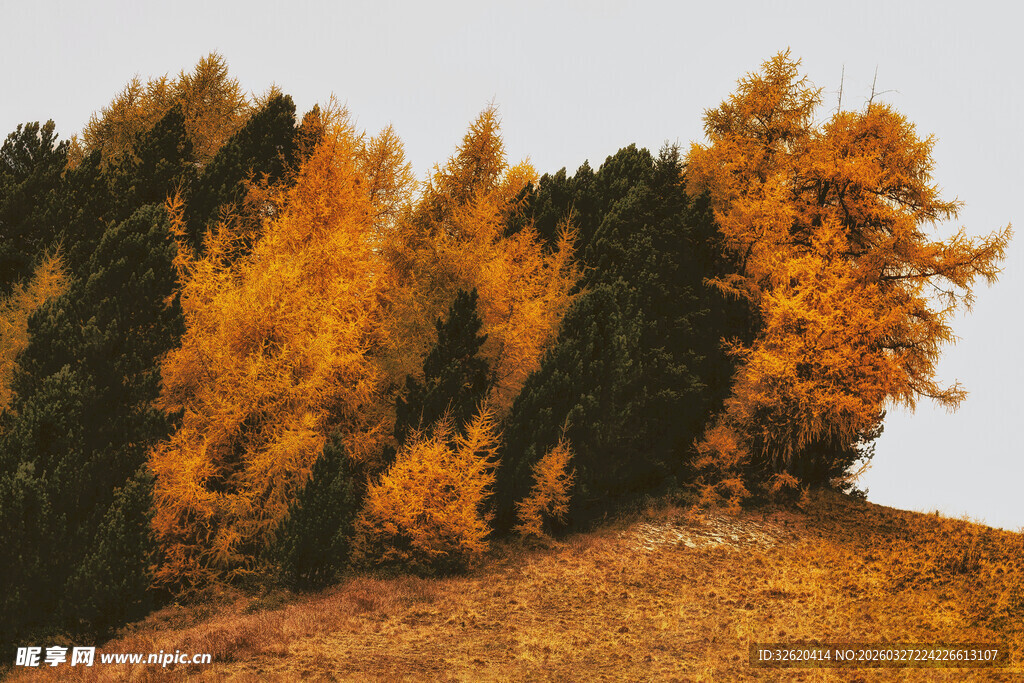 秋日山坡多彩树林景观
