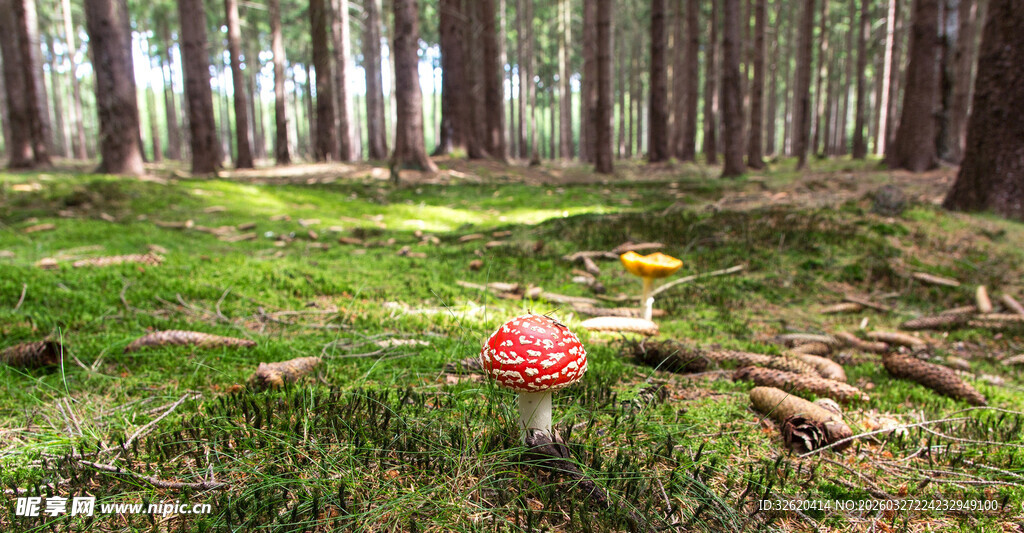 森林中鲜艳的蘑菇