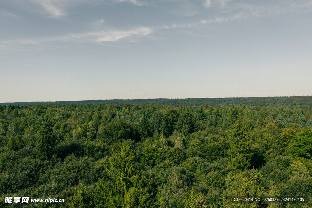 俯瞰葱郁森林景观