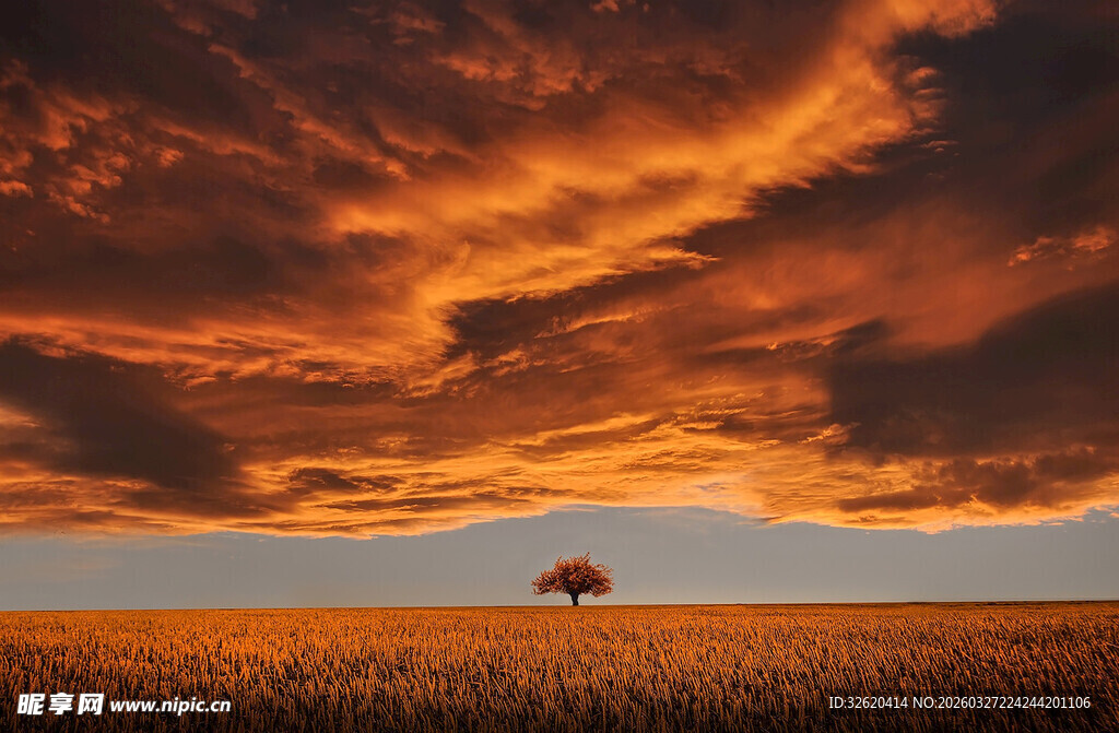 旷野孤树映绚丽晚霞